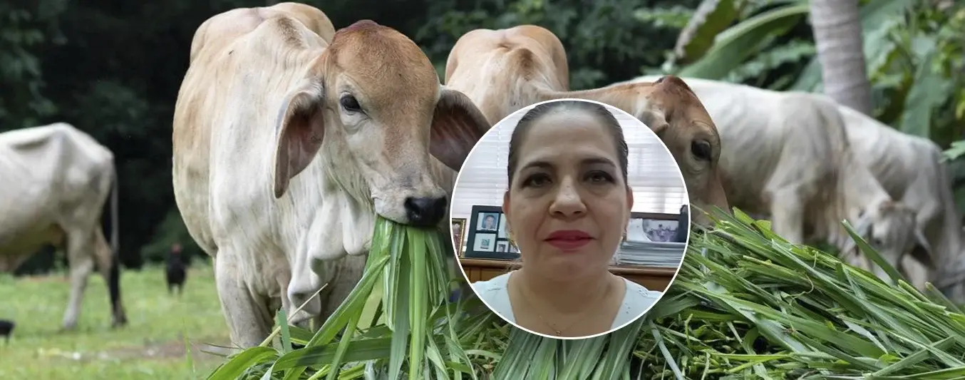 Huila implementará clúster de cría para especializar su producción