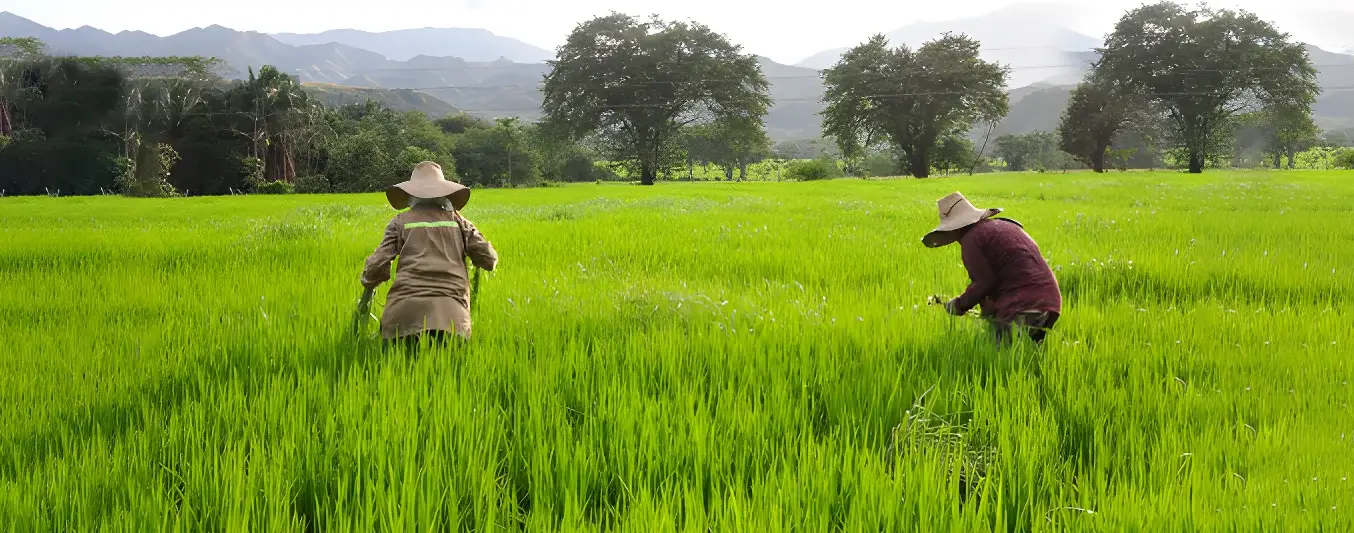 Cultivo de Arroz