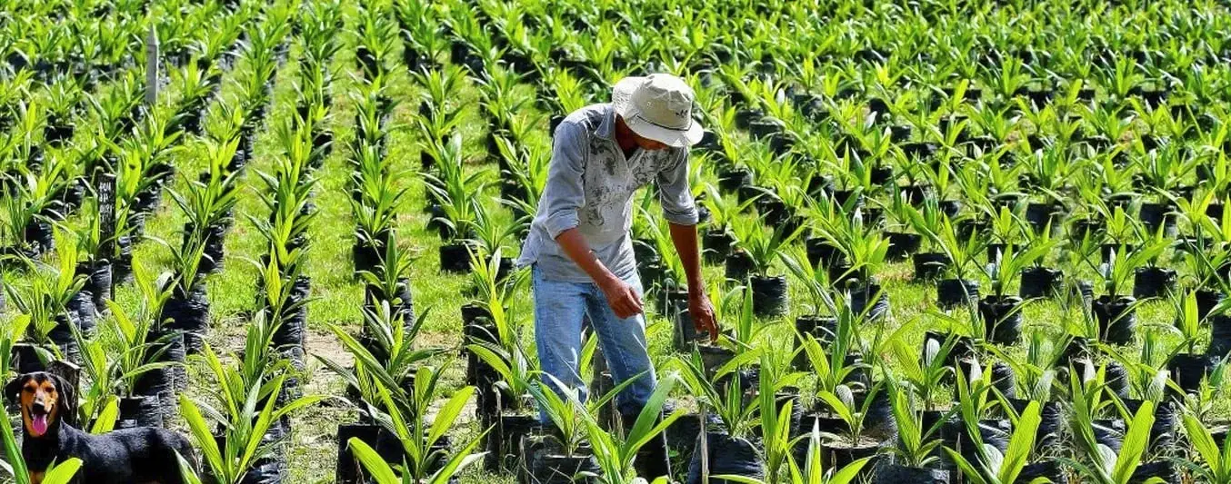 seguro agropecuario