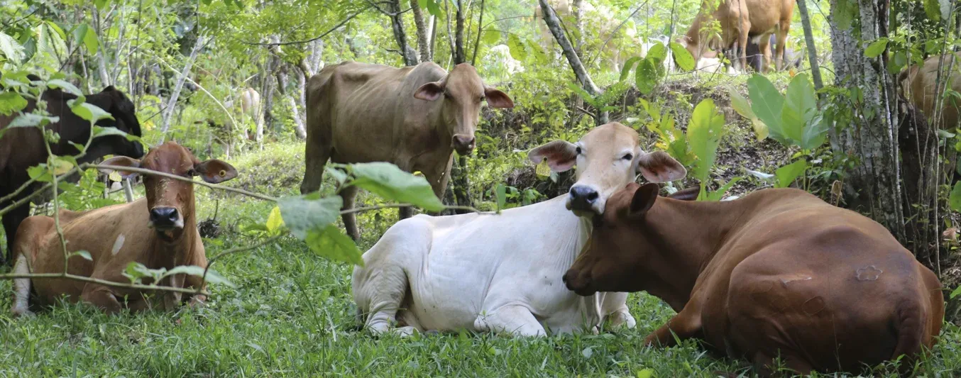Ganadería regenerativa