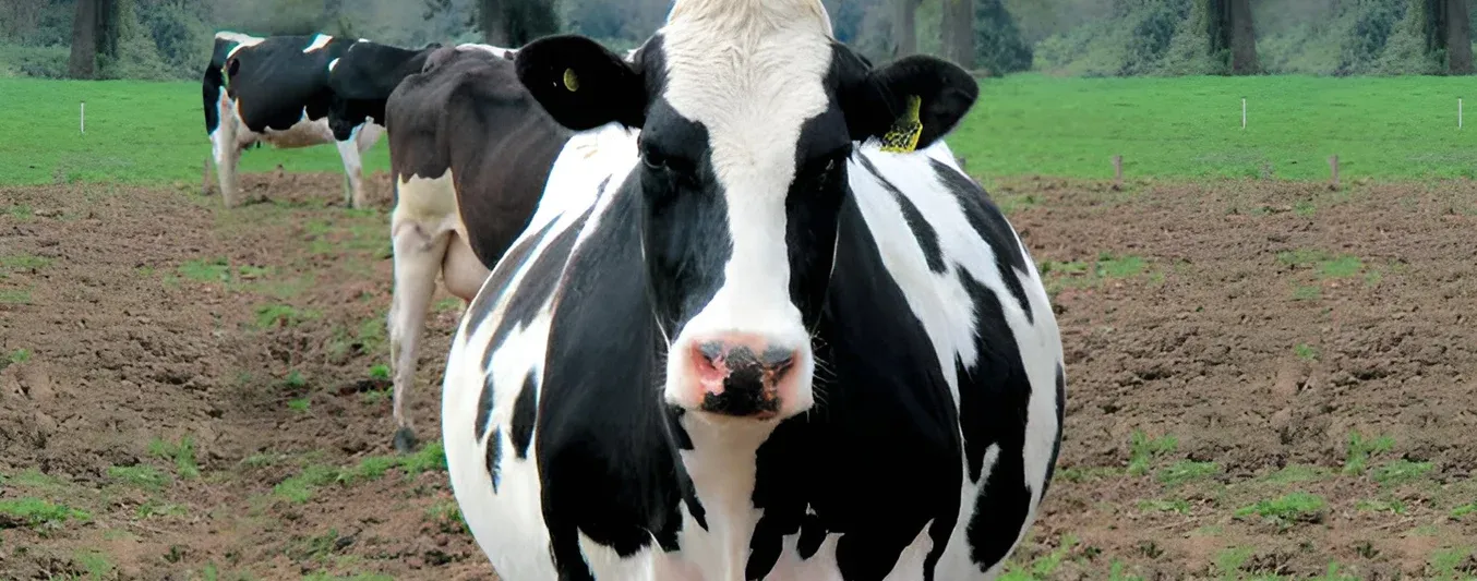 preñez bovina efectiva