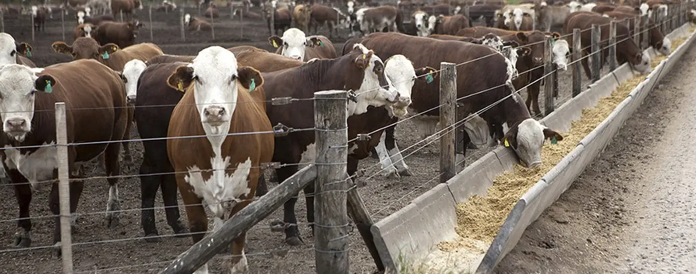 El futuro de la ganadería está en los feedlots?