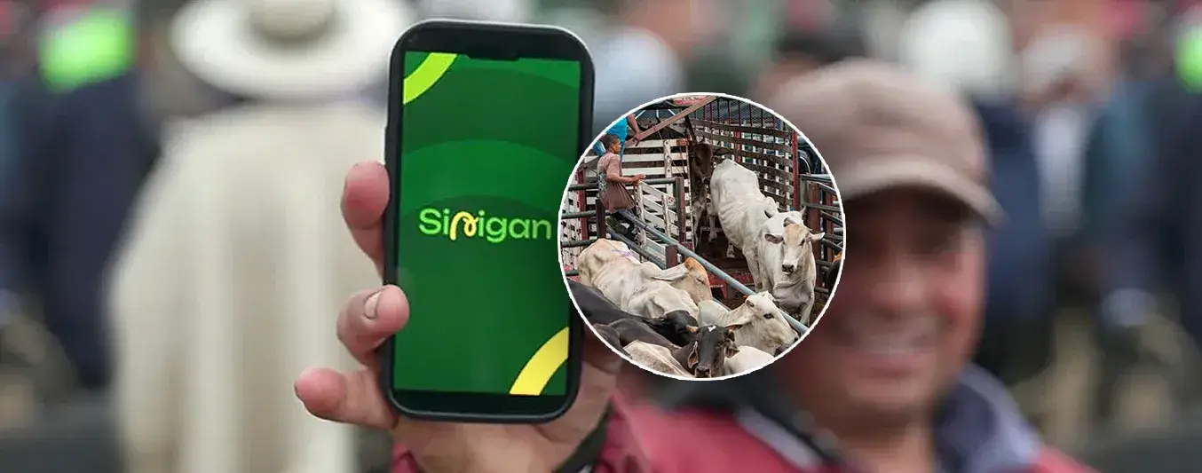 SINIGAN y Ganaderos de Caldas, Antioquia y Risaralda se reunirán en la Feria de Ganado de Medellín