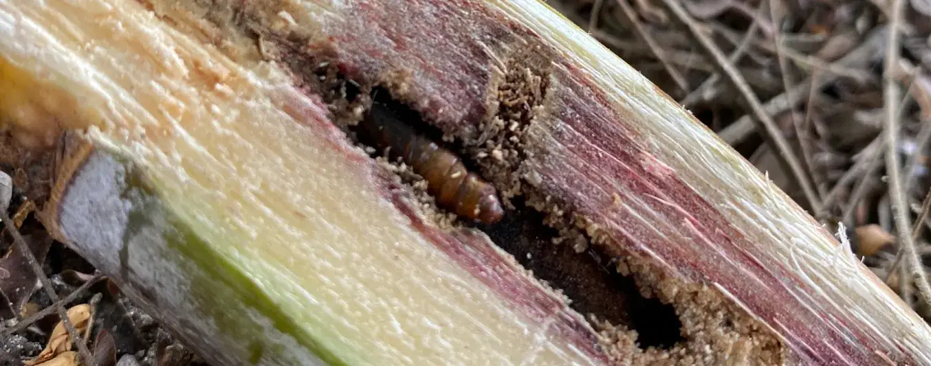 Plaga que ataca cultivos de caña de azúcar