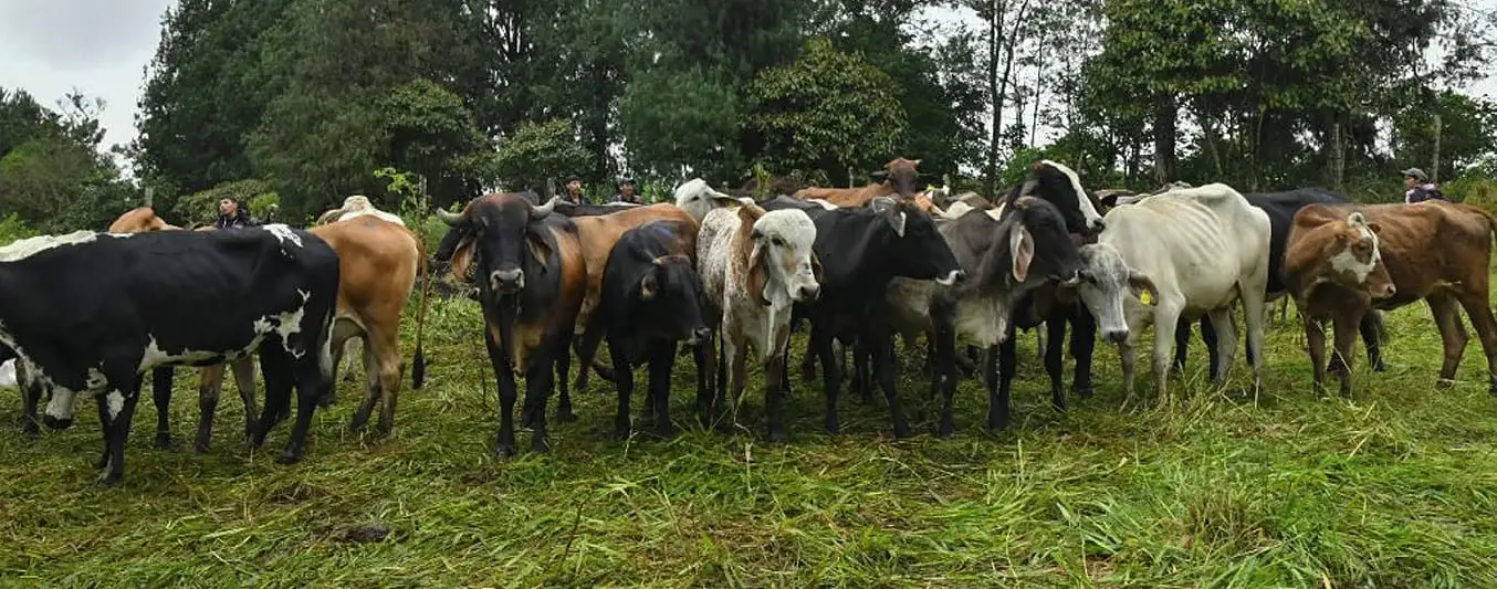 cómo las vacas ayudan a enfriar el planeta