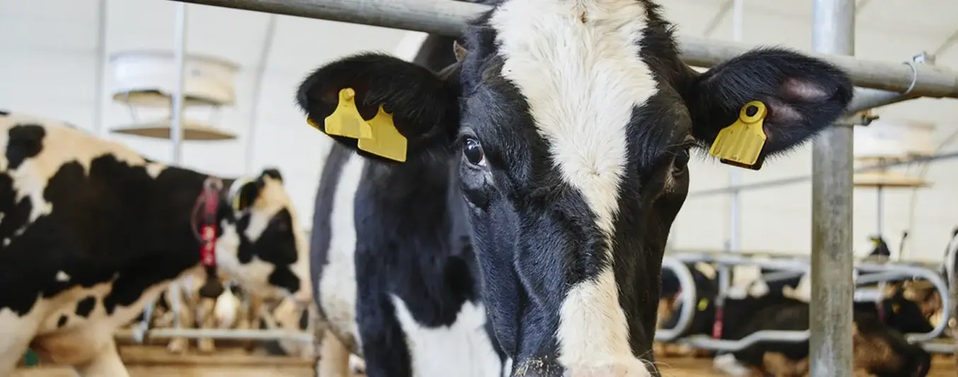 Crean sensor para orejas de vacas para detectar enfermedades