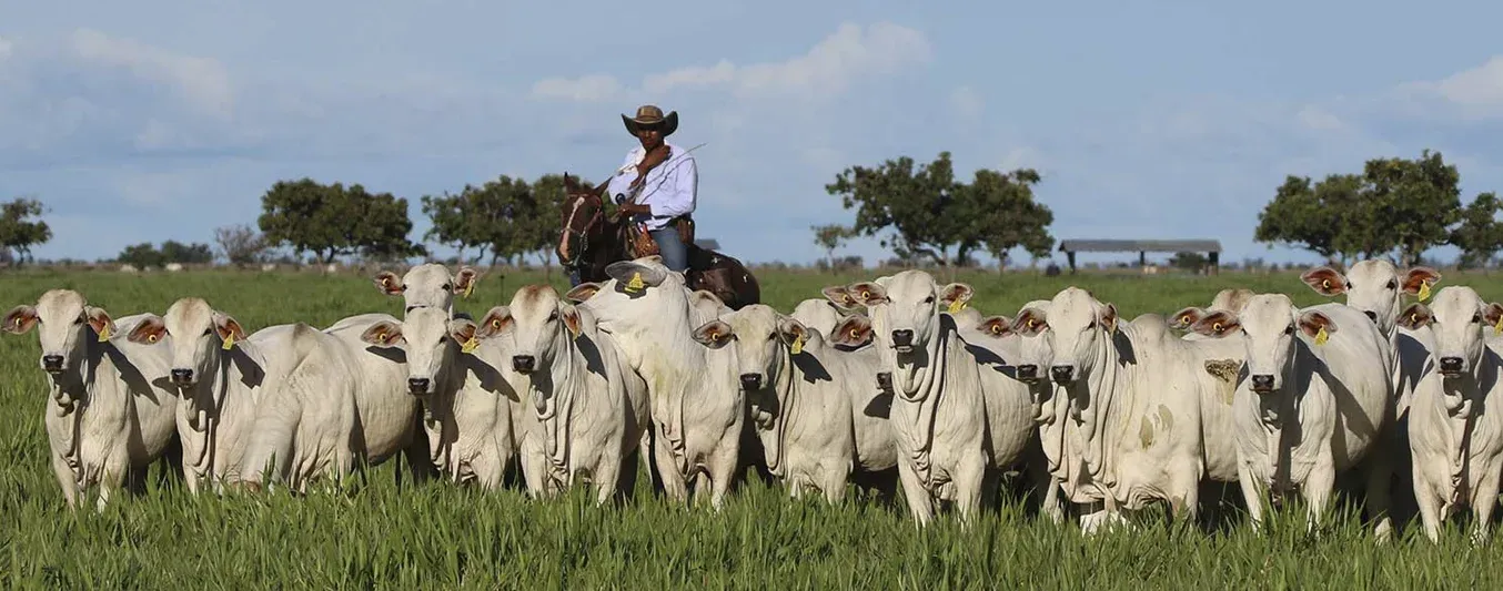 El campo colombiano visto a través del lente ganadero