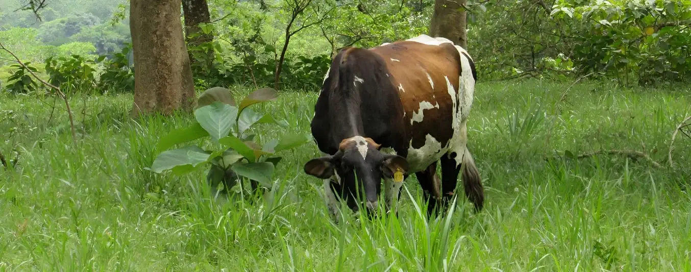 estudio ciat mujeres trabajando la tierra usan ganaderia silvopastoril