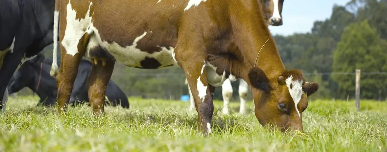 Bienestar animal - alimentación