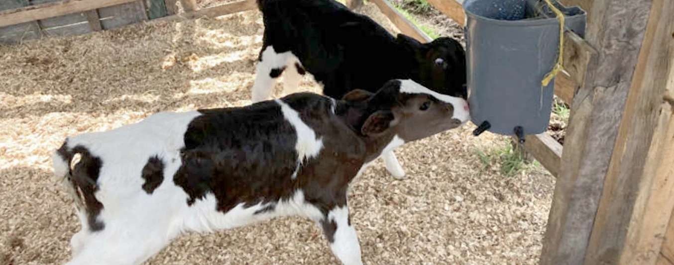 En qué consiste la Crianza Óptima de Elanco y cuáles son sus pilares |  CONtexto Ganadero