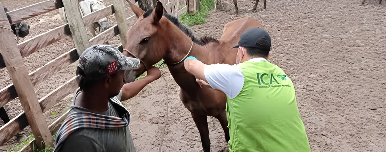 Así va la encefalitis equina en el caribe colombiano