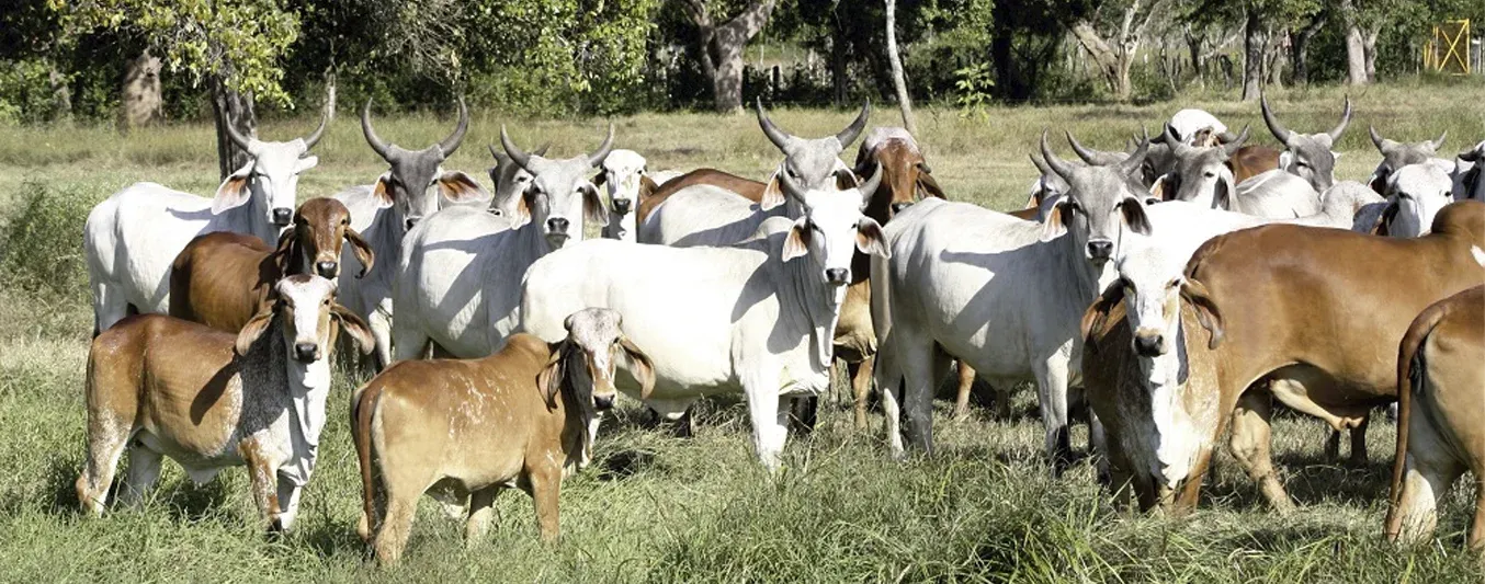 Clasificación de ganado