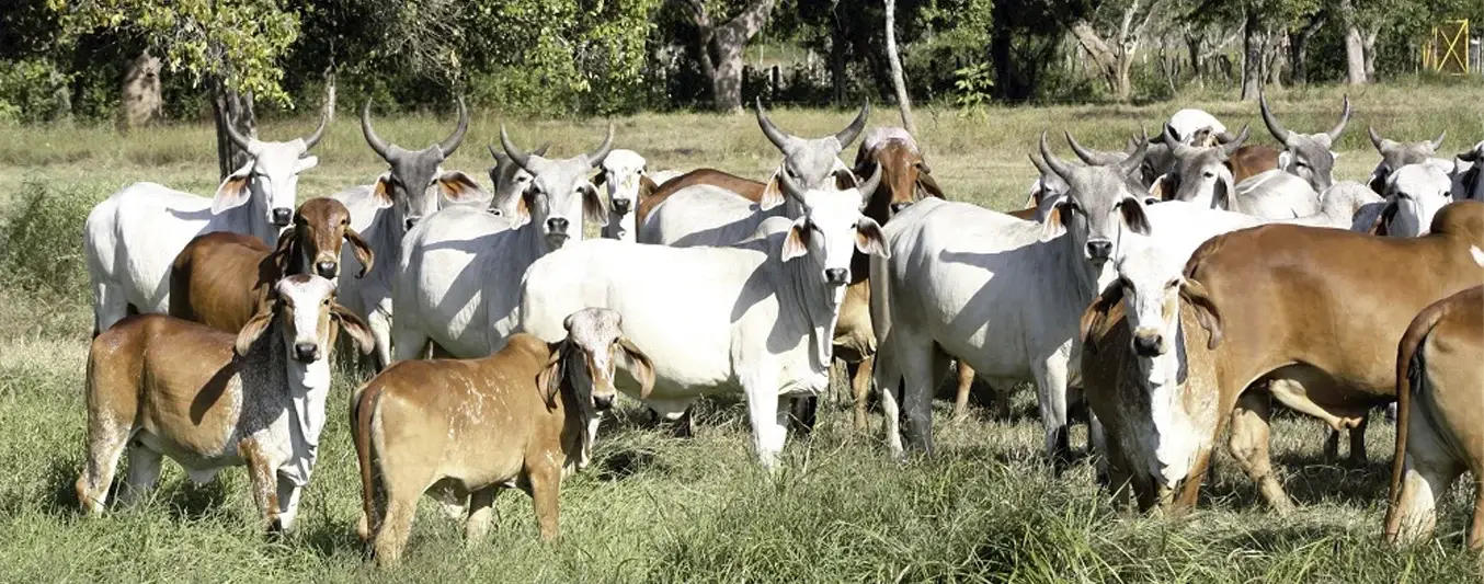 Clasificación de ganado