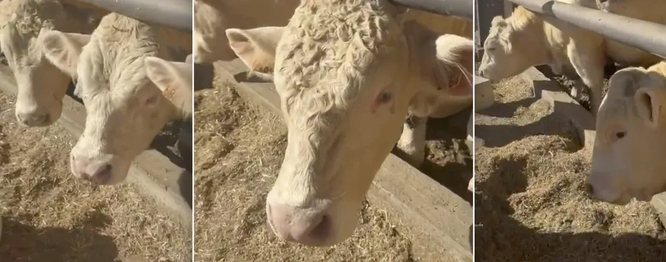 Charolais, los aprendizajes de su visita a Francia y el crecimiento en Colombia.