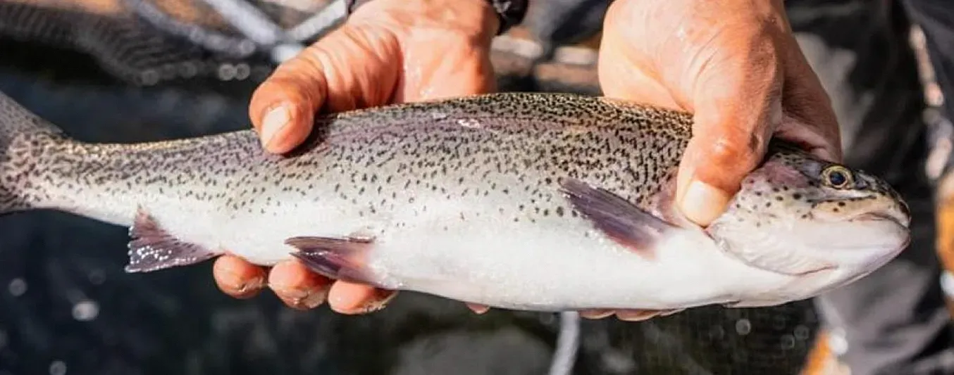 ICA lanza advertencia sobre la trucha en la laguna de Cocha