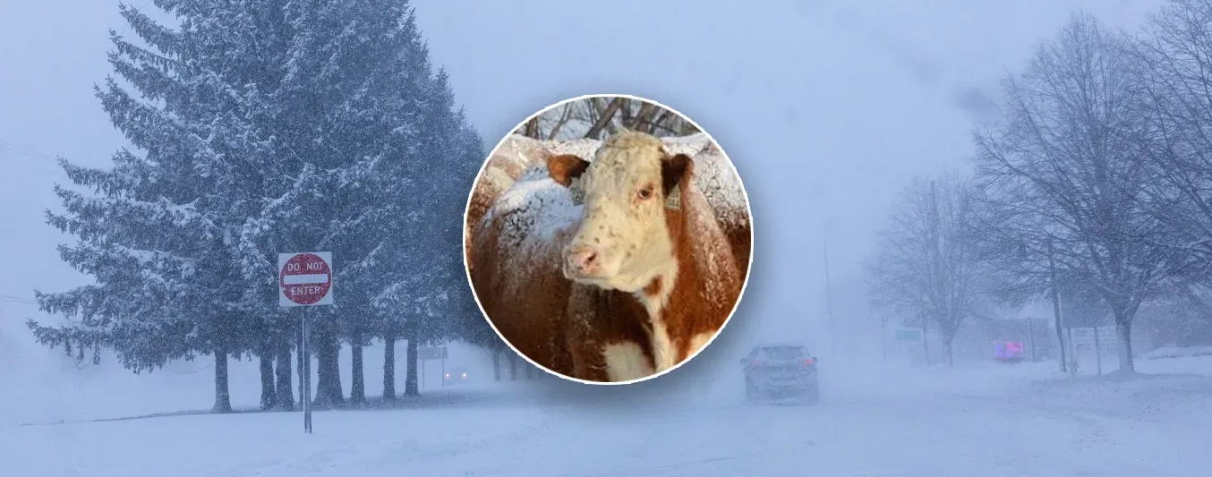 Invierno extremo de EEUU alerta a la ganadería