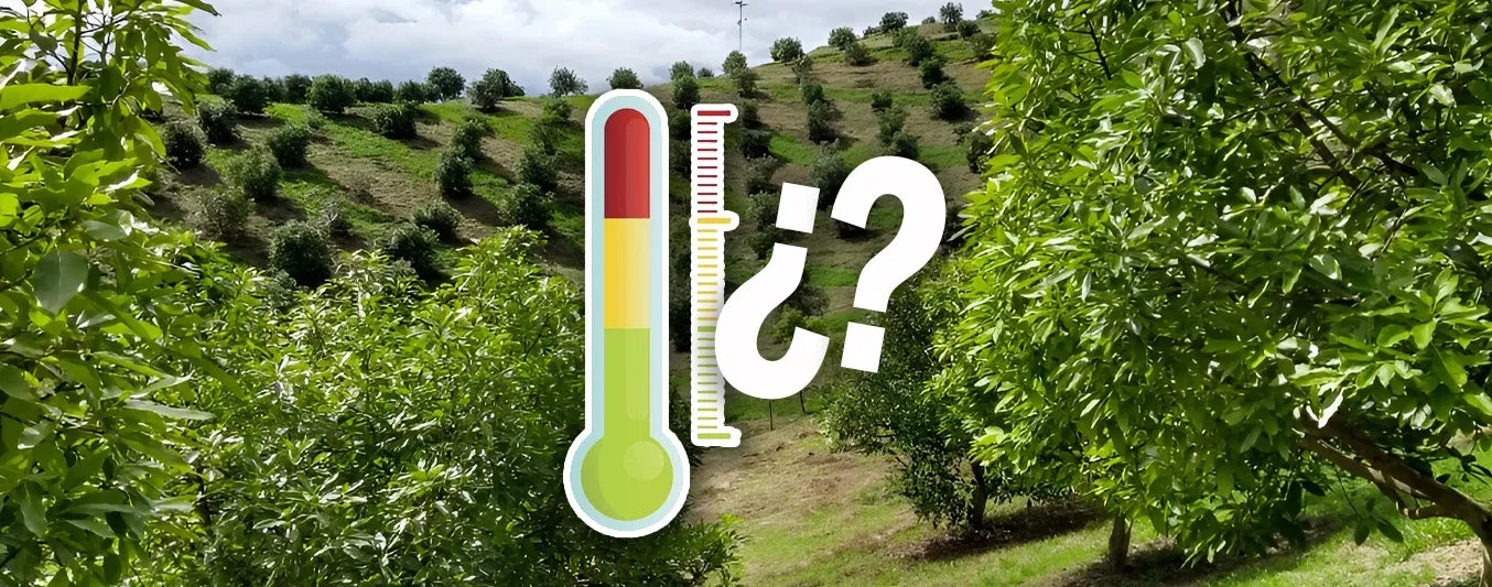 Cuál es la temperatura ideal para el cultivo del aguacate hass