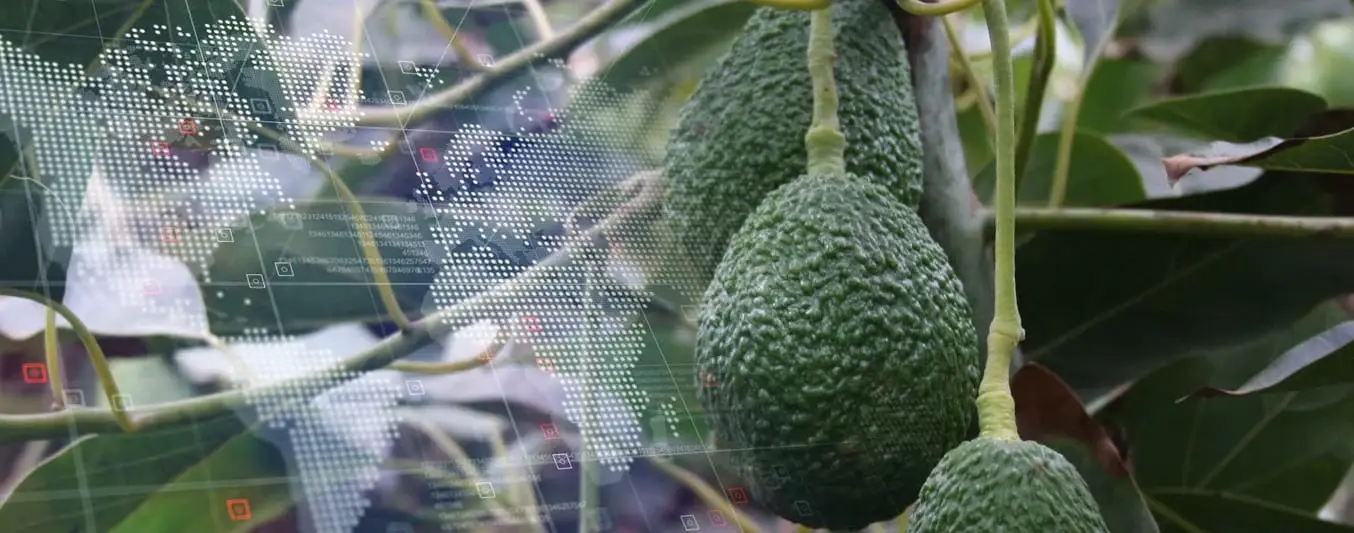 El aguacate colombiano llega a más de 30 países
