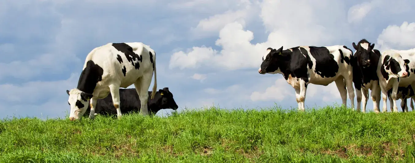 Por qué las vacas en Colombia no contaminan el ambiente, explica ganadera