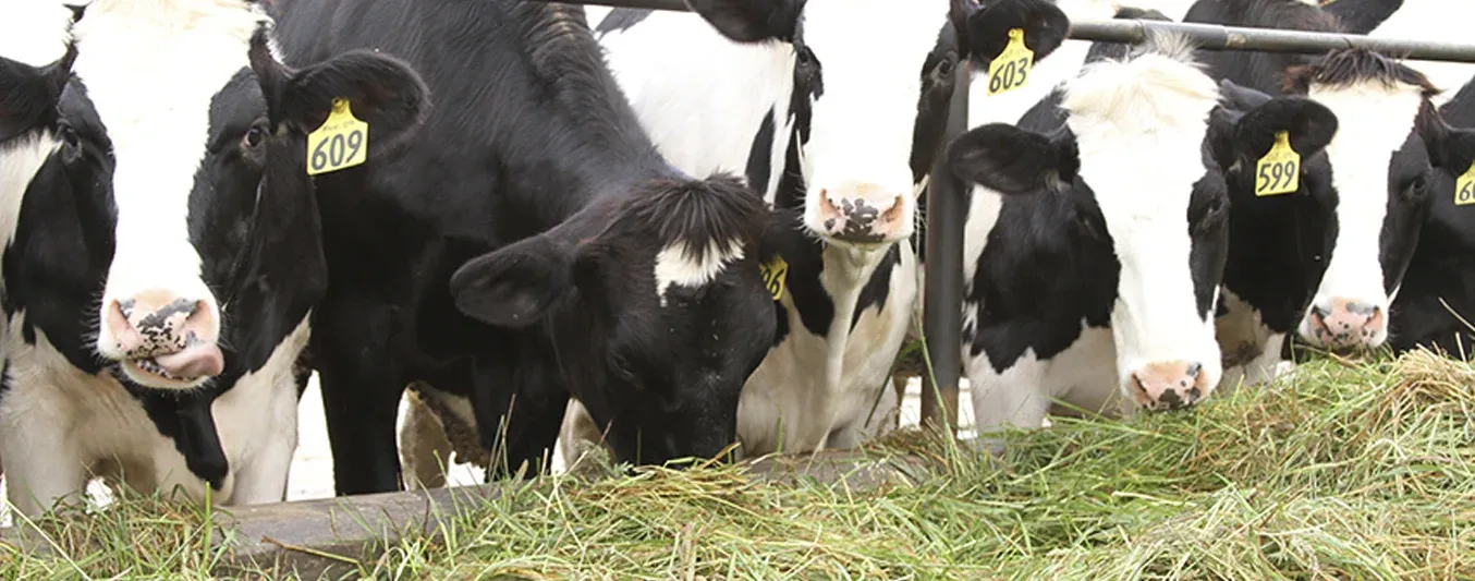 Cómo saber cuánto peso se gana por animal en momentos de engorde