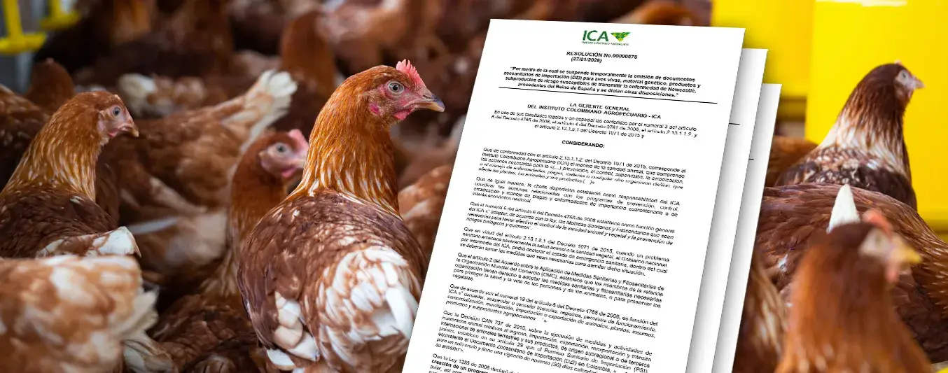 ICA suspende temporalmente documentos zoosanitarios de aves y subproductos provenientes de España