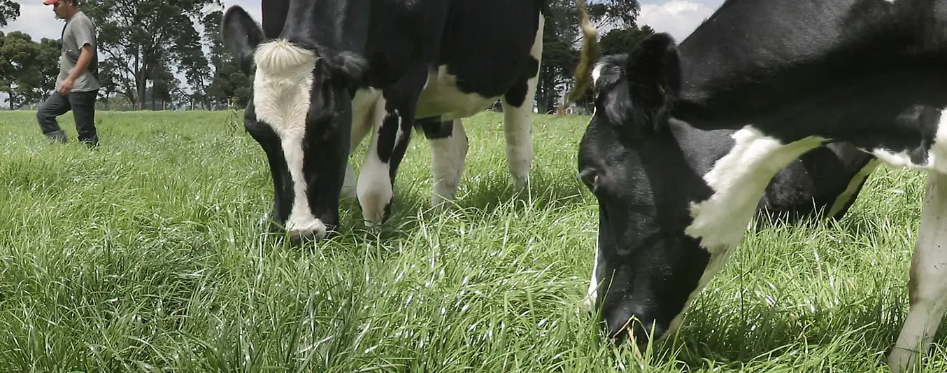 requerimiento nutricional vacas de leche y carne