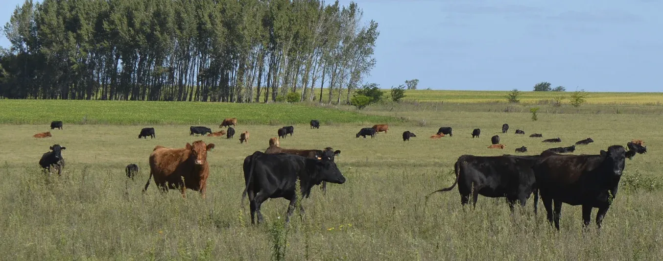 La FAO Latam ganadería sustenta los medios de vida de miles de personas