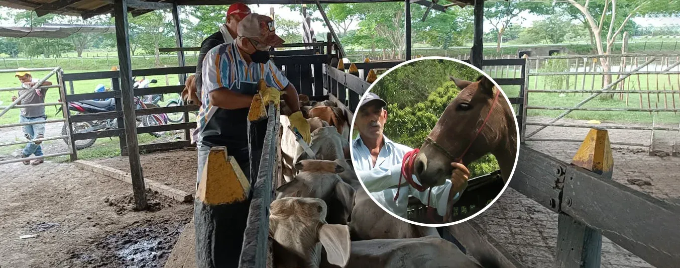 Ciclo de vacunación bovina no cubre encefalitis equina