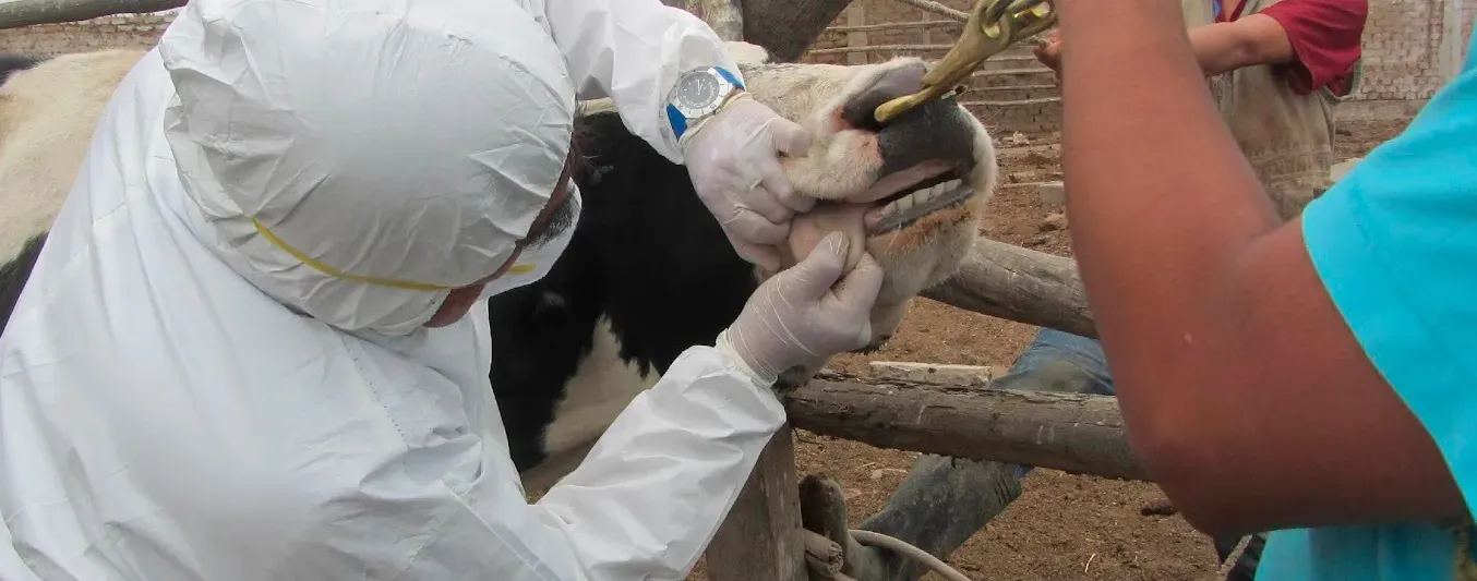 China reporta casos de fiebre aftosa en ganadería.