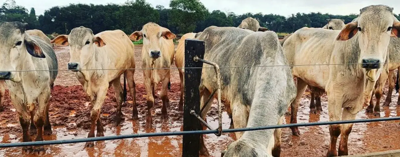 fenomeno-nina-ganaderos