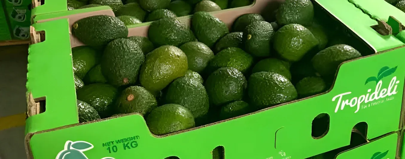 Estados Unidos elimina el arancel recíproco del 10% para el aguacate Hass colombiano