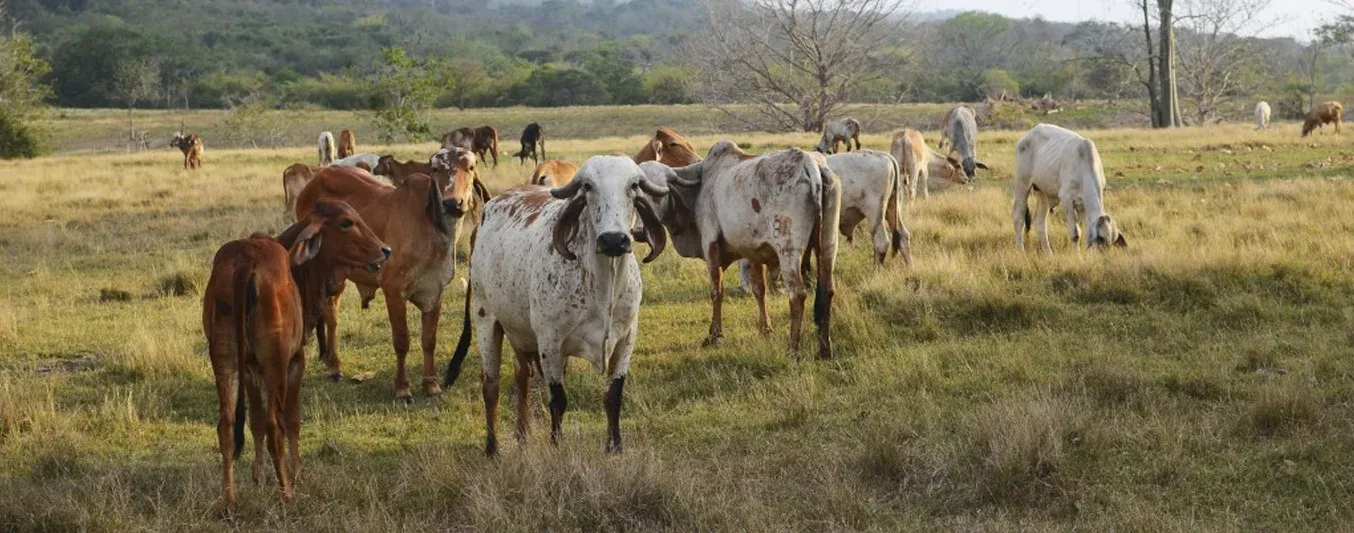 Cómo cerró el precio del ganado en diciembre según el OPCA