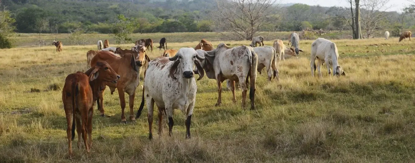 Cómo cerró el precio del ganado en diciembre según el OPCA