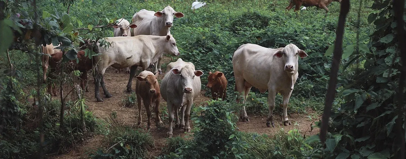 vacas madres protectoras de sus crías?