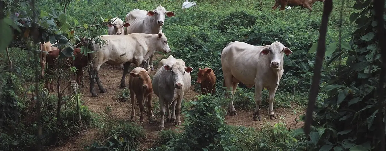vacas madres protectoras de sus crías?