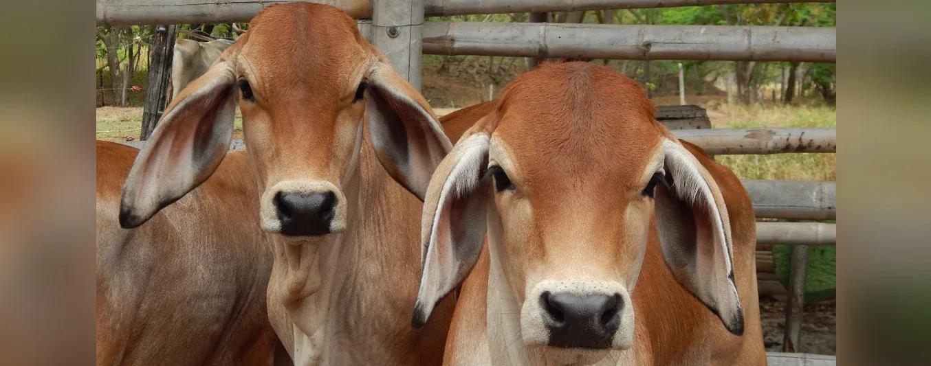 mejoramiento-genetico-convocatoria-tolima