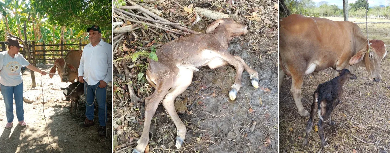 Historia de Navidad y Regalo