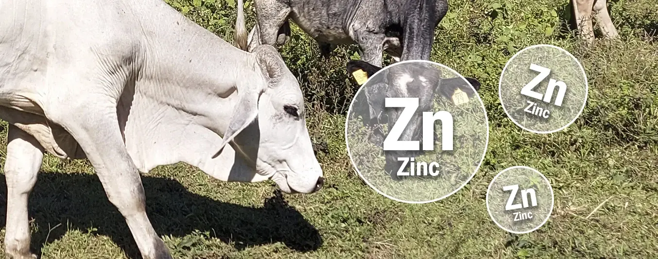 vacas-zinc-ganaderia