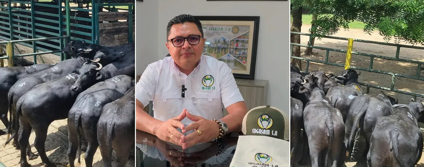 Sugasam, éxito en comercialización de búfalos con récord nacional