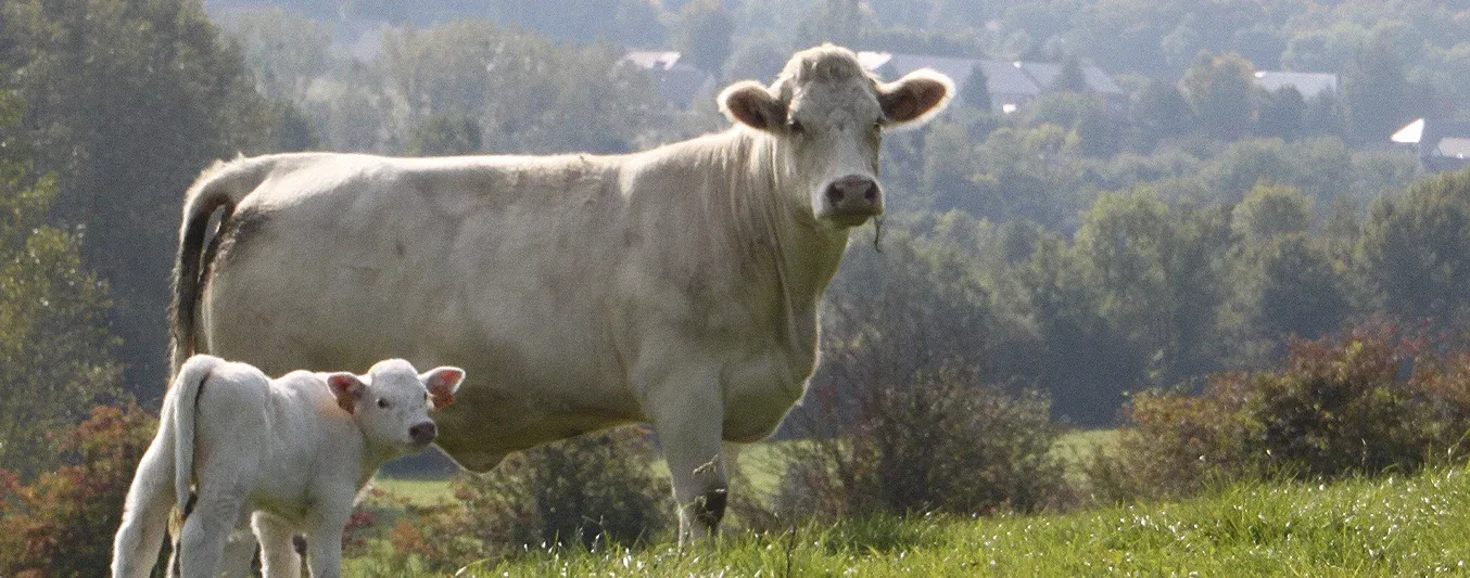 Programa de selección de la raza Charolais