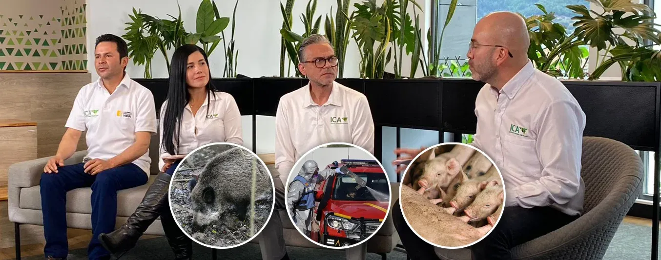 Peste porcia africana - ICA