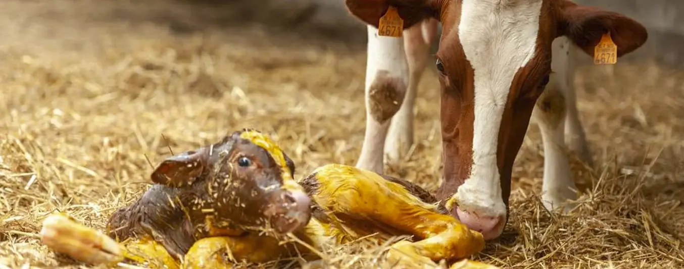 Qué cuidados deben tener los ganaderos con la vaca recién parida