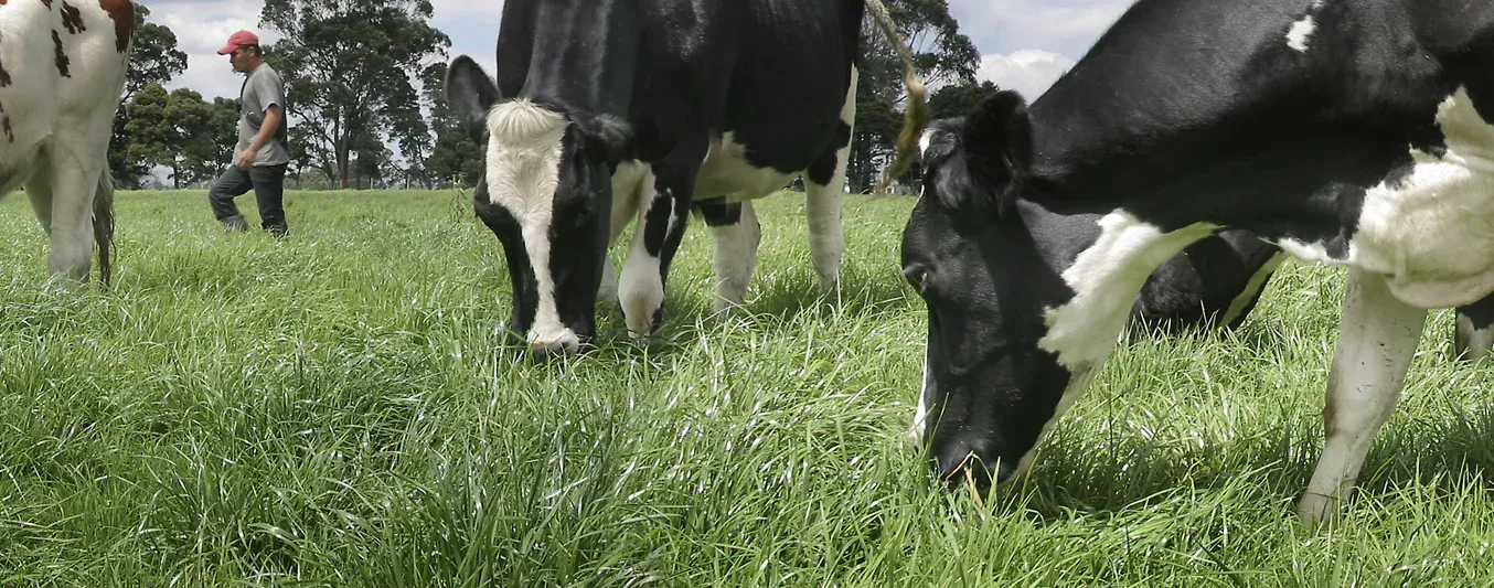 Aprenda sobre pasturas en este taller exclusivo para ganaderos de Cundinamarca
