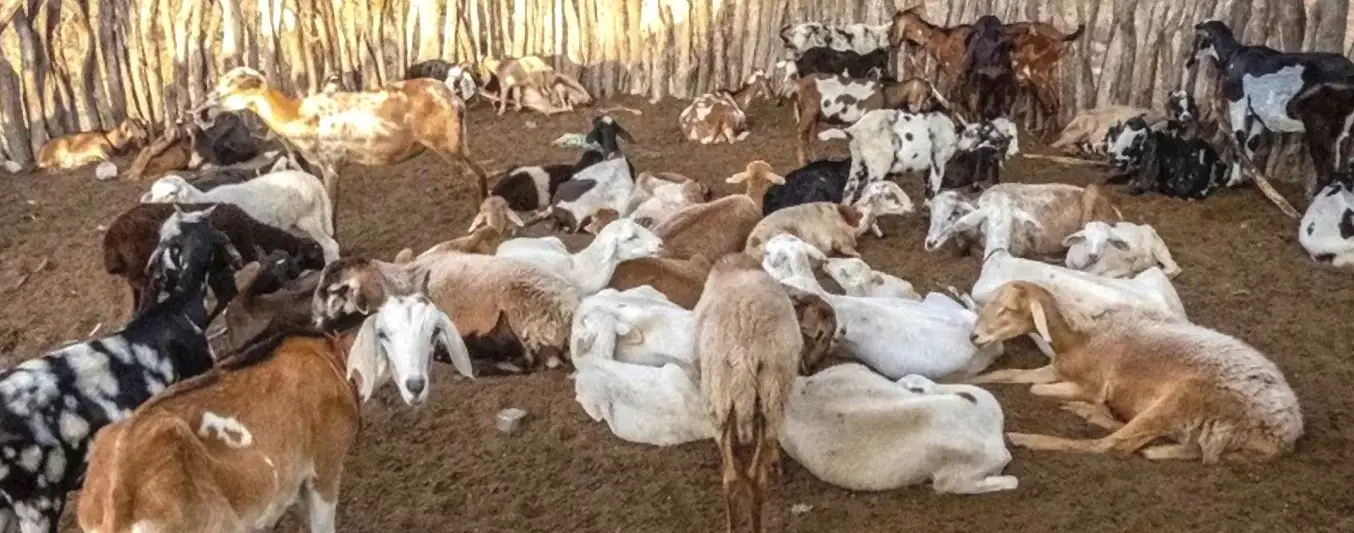 Ántrax en chivos de la guajira