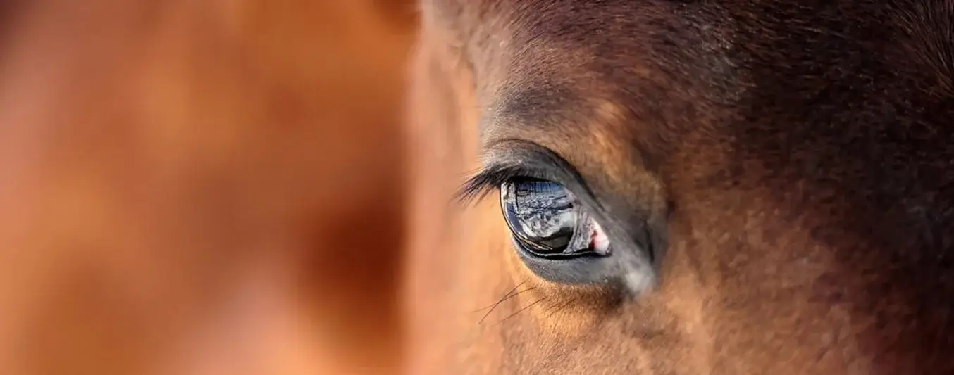 problemas-ojos-caballos