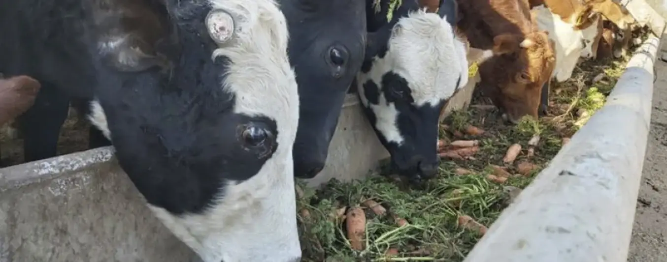 Bovinos comiendo zanahorias