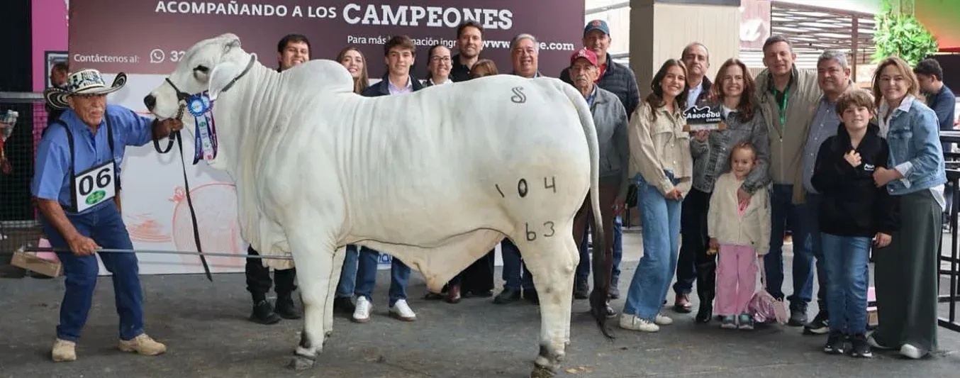 E.O.Z Mr Pride 104763 ha salido dos veces a competencias y en ambas ha sido campeón