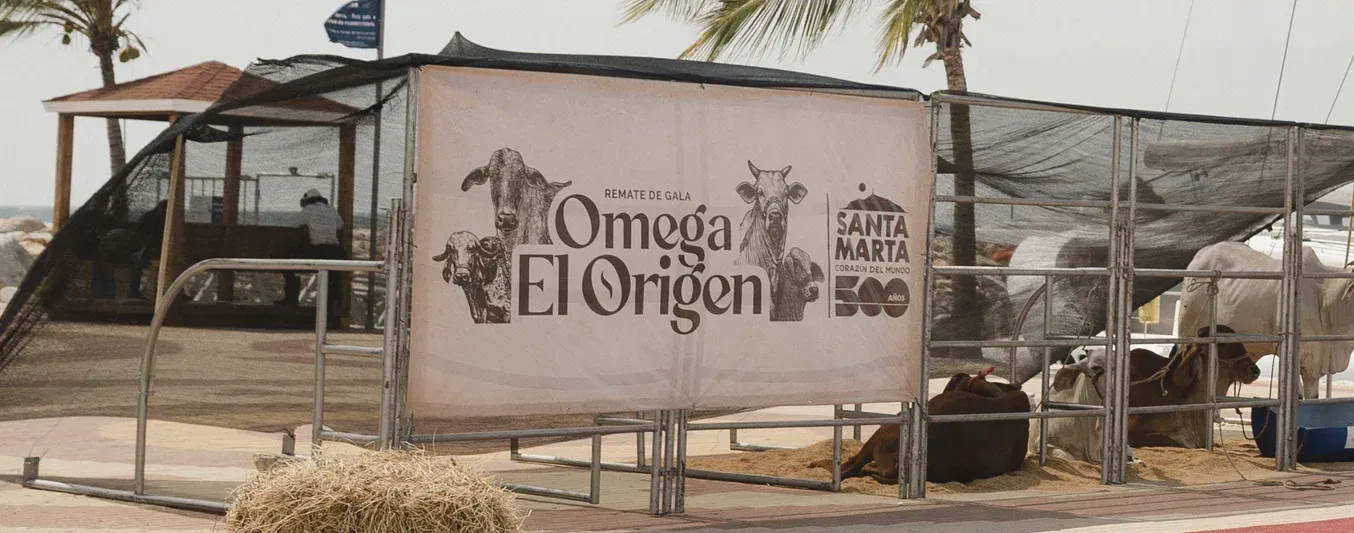 Remato Omega