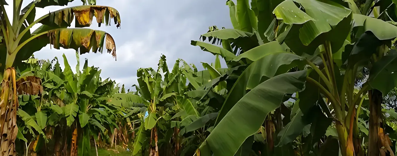 ICA lanza alerta para prevenir contra el Fusarium R4T