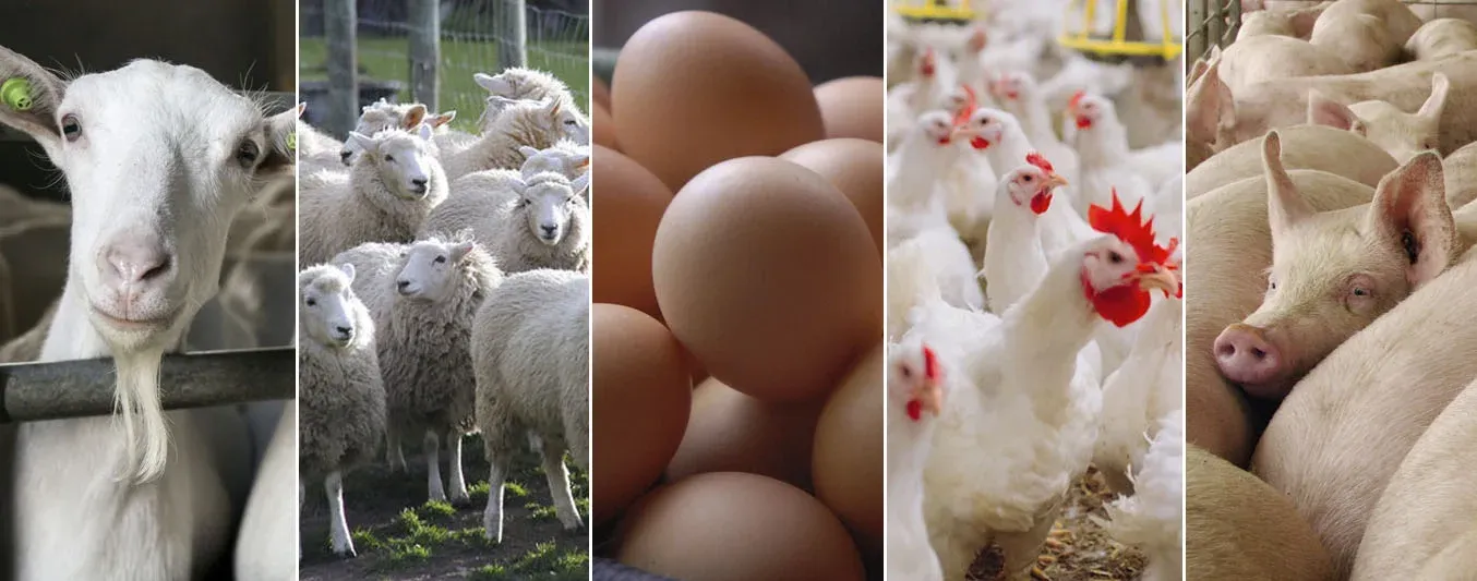 Producción de pollo y huevo y sacrificio porcino, ovino y caprino